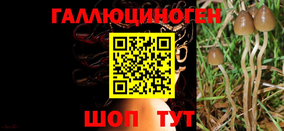 купить  цена  Вход с VPN  Великие Луки  Псилоцибиновые грибы мицелий  Галлюциногенные грибы Psilocybe 